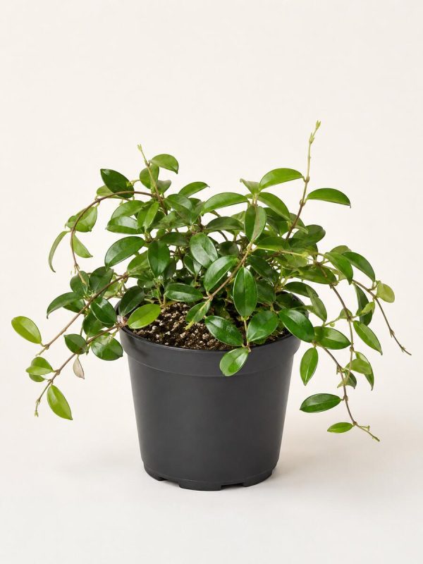 hoya-bella-carnosa-nursery-pot Hoya Bella Carnosa