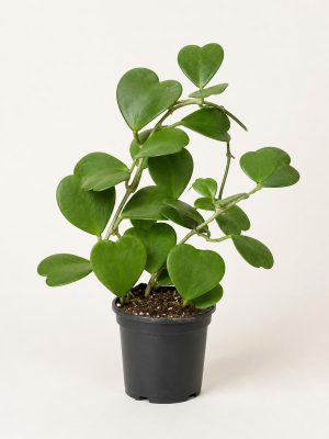 Hoya Kerrii