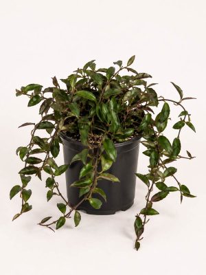 Hoya Rosita