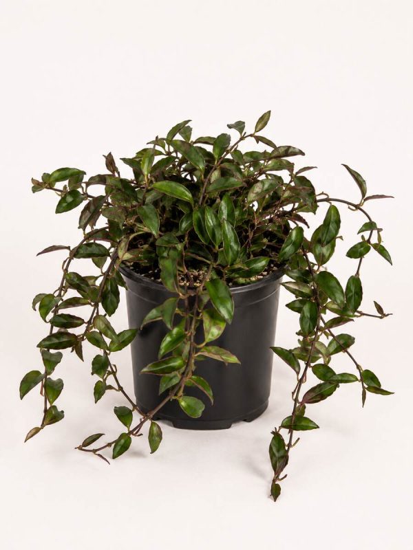 Hoya Rosita