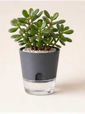 Jade Plant in Self-Watering Decorative Pot available online from PlantFinds Pakistan
