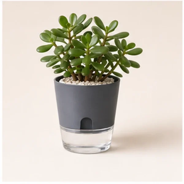 Jade Plant in Self-Watering Decorative Pot available online from PlantFinds Pakistan