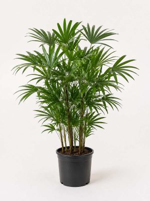 Lady Palm
