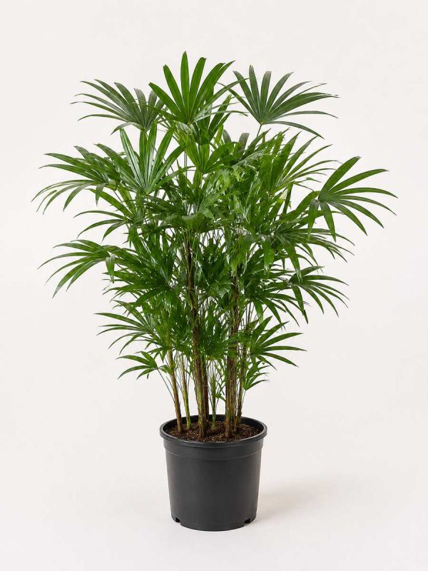 Lady Palm
