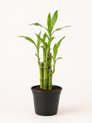 Lucky Bamboo Stick