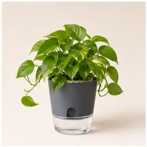 Money Plant in Self-Watering Pot