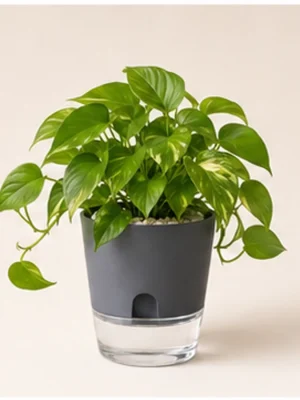 Golden Money Plant in Self-Watering Decorative Pot available online from PlantFinds Pakistan