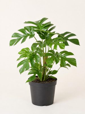 Monstera Ginny