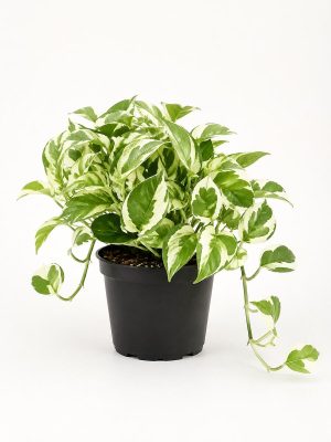 N'Joy Pothos