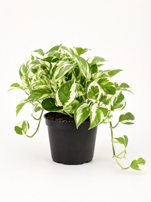 N'Joy Pothos