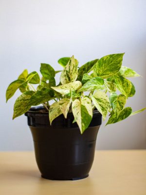 Marble Queen Pothos