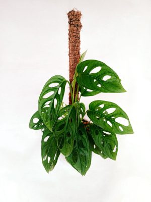 Monstera Adansonii (Broken Heart Plant)