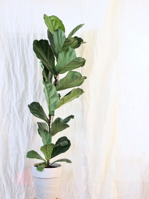 Fiddle Leaf Fig