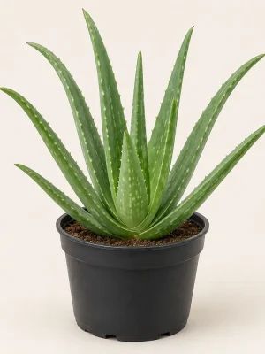 Aloe Vera Nursery Plant Aloe vera plant in a black nursery pot