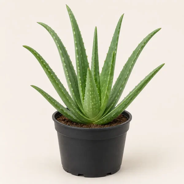 Aloe vera plant in a black nursery pot