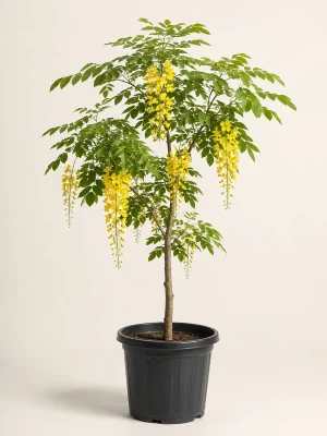 Amaltas Cassia Fistula with golden flowers in black nursery pot
