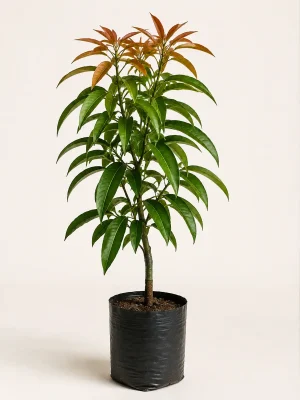 Anwar Ratol mango sapling in black nursery pot