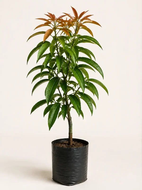 Anwar Ratol mango sapling in black nursery pot