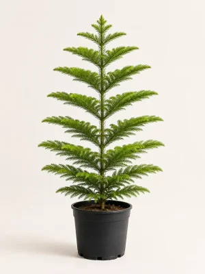 Araucaria Norfolk Island Pine in black nursery pot