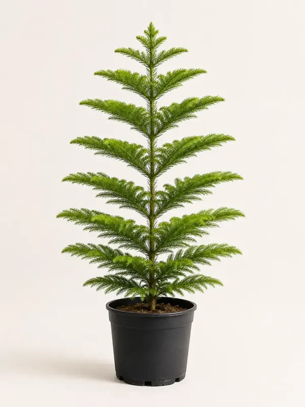 Araucaria Norfolk Island Pine in black nursery pot