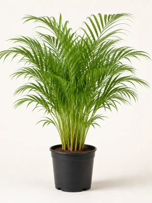 Areca palm nursery plant in a black plastic pot
