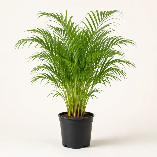 Areca palm nursery plant in a black plastic pot