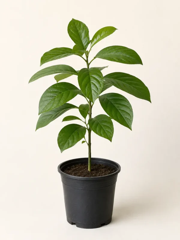 Young avocado plant in black nursery pot