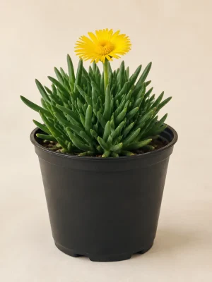 Bergeranthus Yellow Flower succulent in black nursery pot Bergeranthus Yellow Flower succulent in black nursery pot