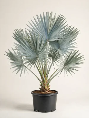 Bismarckia silver palm in black nursery pot