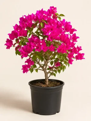 Magenta Bougainvillea plant in black nursery pot