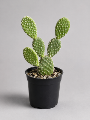 Bunny Ears Cactus in black nursery pot