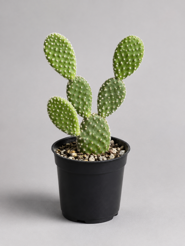 plantfinds-bunny-ears-cactus Bunny Ears Cactus in black nursery pot