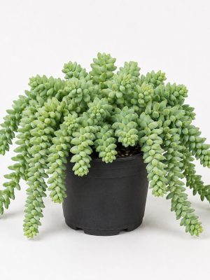 plantfinds-burros-tail-nursery Burro's Tail