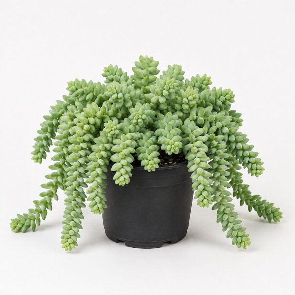 Burro's Tail