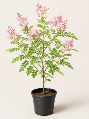 Cassia Nodosa pink shower tree in black nursery pot