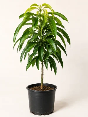 Chaunsa mango sapling in black nursery pot