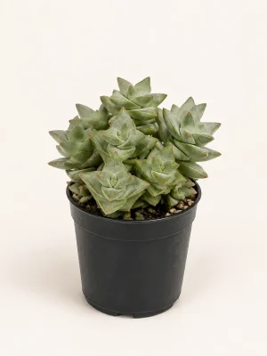 Crassula Morgan Succulent in black nursery pot