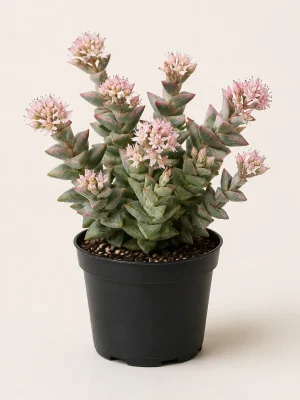 Crassula Springtime succulent in black nursery pot