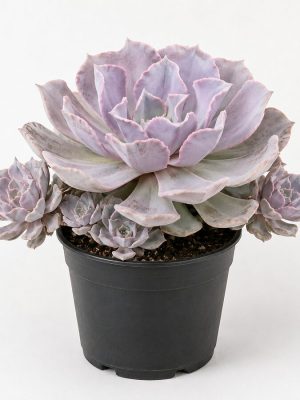 Cubic Frost Succulent