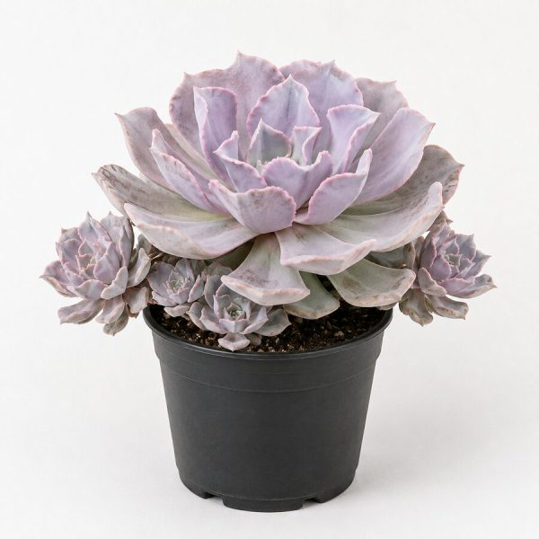 Cubic Frost Succulent