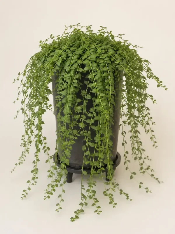 Curtain Creeper Sehra Bail cascading plant in black nursery pot