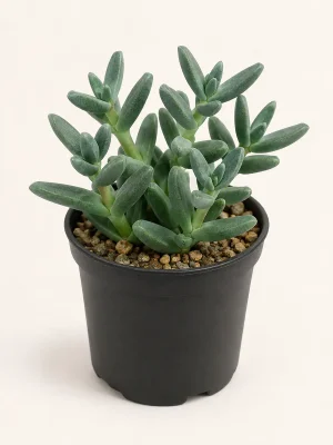 Delosperma Lehmannii succulent in black nursery pot