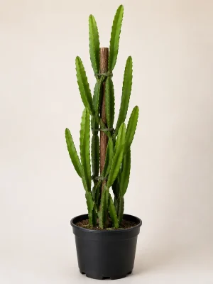 Dragon Fruit cactus plant in black nursery pot