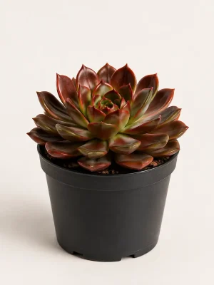 Echeveria Melaco succulent in black nursery pot