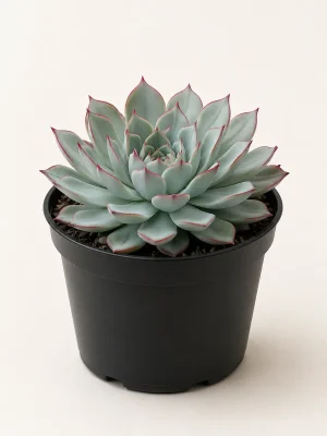Echeveria Pulidonis succulent in black nursery pot