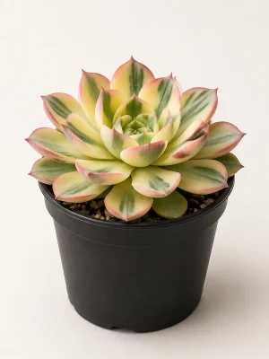 Echeveria Suyon Variegated succulent in black nursery pot