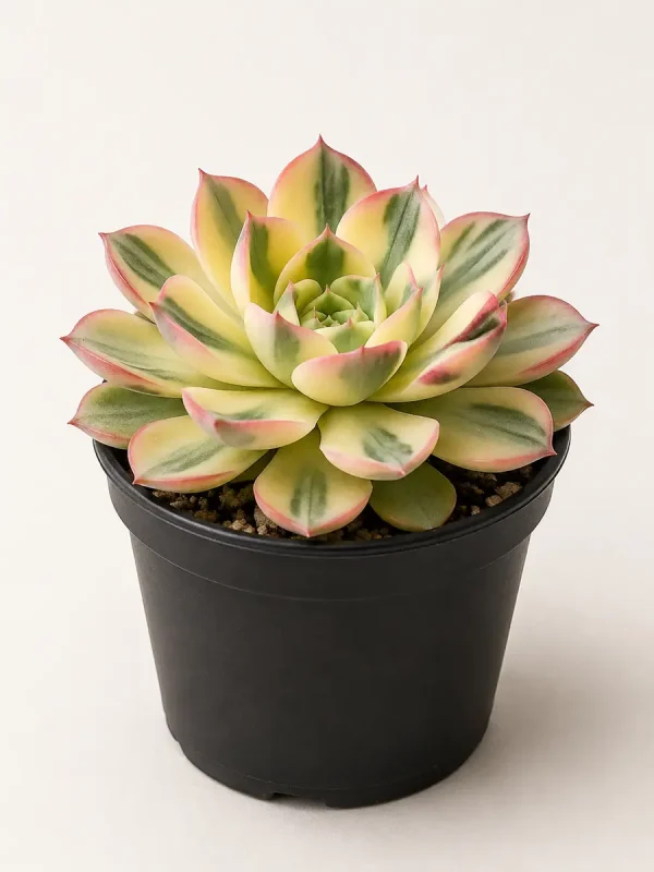 Echeveria Suyon Variegated succulent in black nursery pot Echeveria Suyon Variegated succulent in black nursery pot