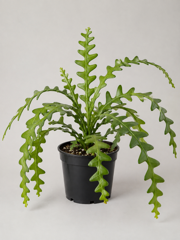 Fishbone Cactus in black nursery pot