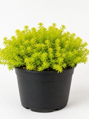 plantfinds-golden-sedum-grass-nursery Golden Sedum Grass
