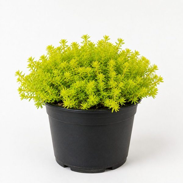 Golden Sedum Grass